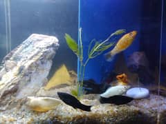 Molly fish breeder family and gold fish for sale