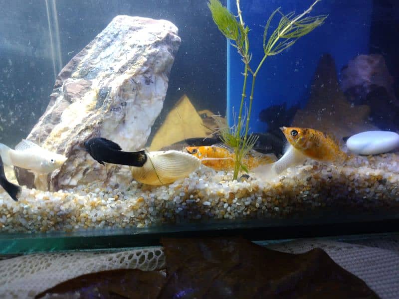 Molly fish breeder family and gold fish for sale 1