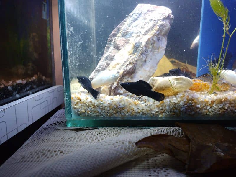 Molly fish breeder family and gold fish for sale 2