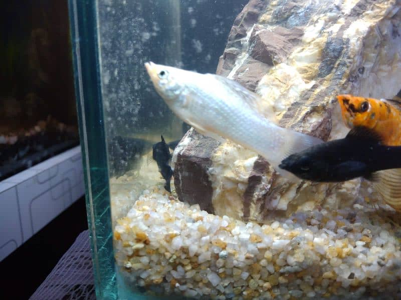 Molly fish breeder family and gold fish for sale 3