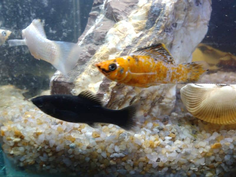 Molly fish breeder family and gold fish for sale 4