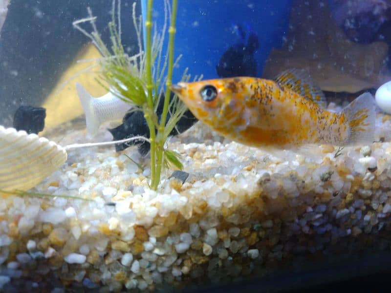 Molly fish breeder family and gold fish for sale 5