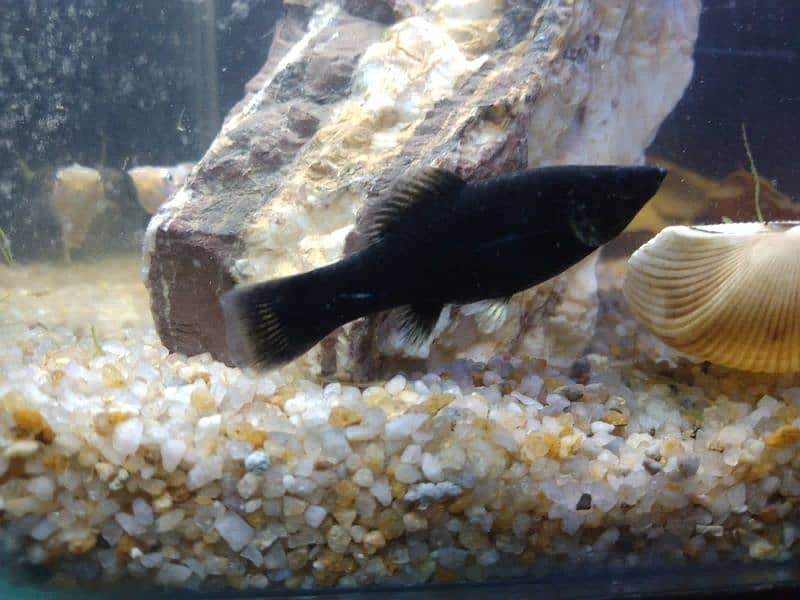 Molly fish breeder family and gold fish for sale 6