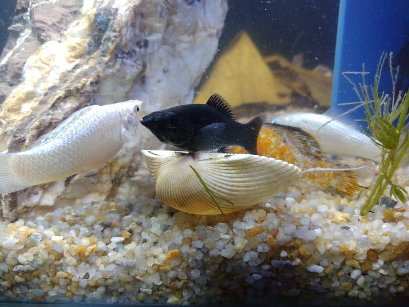 Molly fish breeder family and gold fish for sale 7