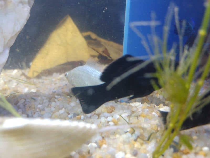 Molly fish breeder family and gold fish for sale 8