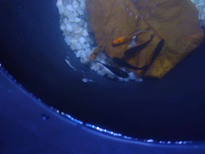 Molly fish breeder family and gold fish for sale 9