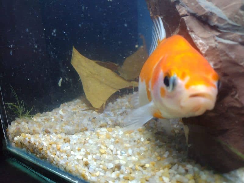 Molly fish breeder family and gold fish for sale 11