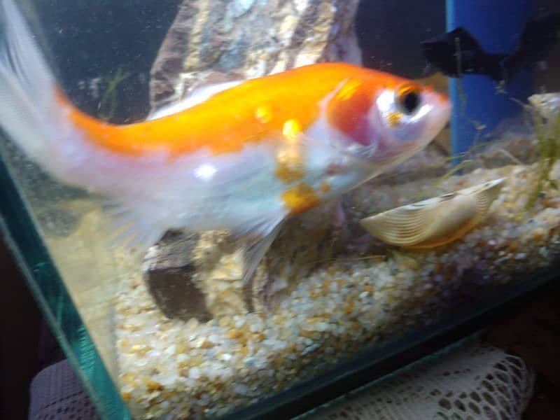 Molly fish breeder family and gold fish for sale 12