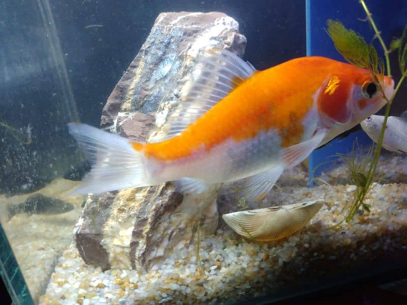 Molly fish breeder family and gold fish for sale 13