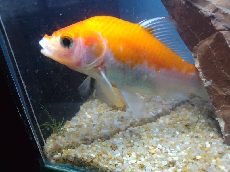 Molly fish breeder family and gold fish for sale 14