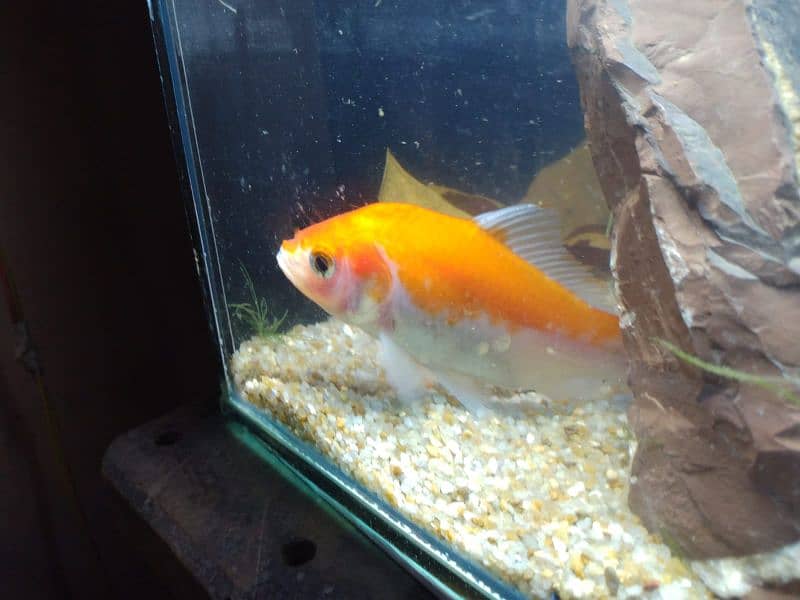 Molly fish breeder family and gold fish for sale 15