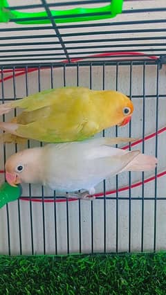 Love birds Parblue pestle ino into albino split ino.