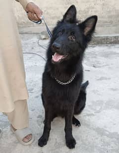 Pink Pedigree Black German Shepherd Male Available For Sale