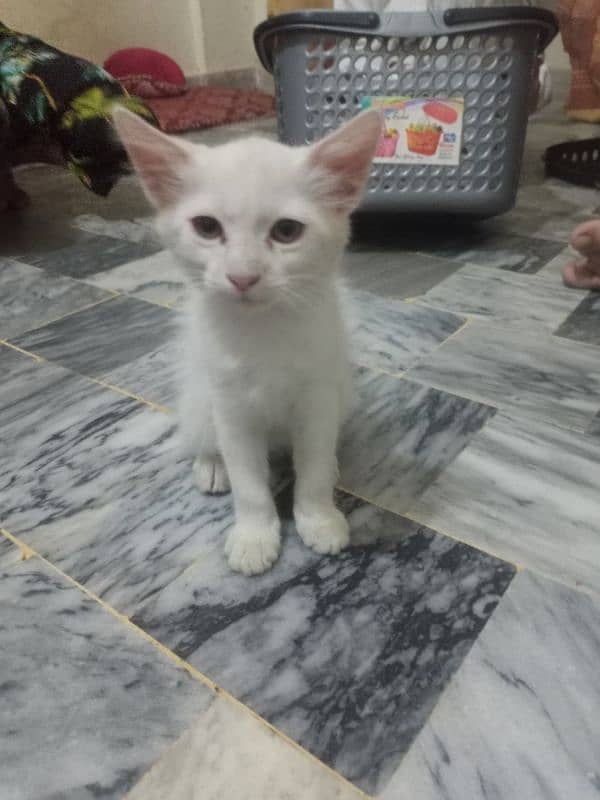 cat for sell 1