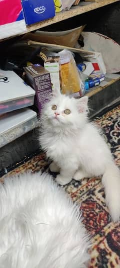 female   persian  cat