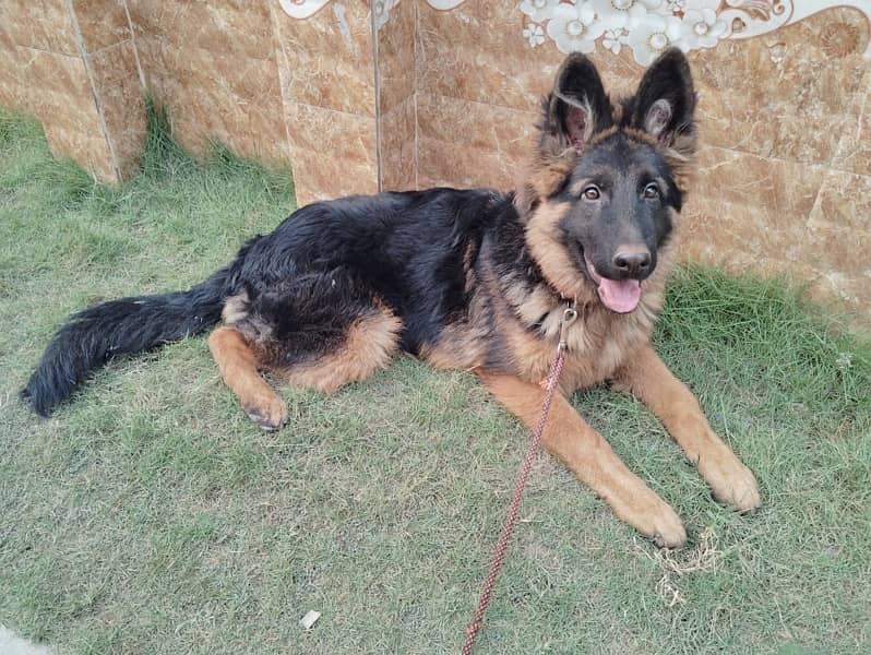 German shepherd 1