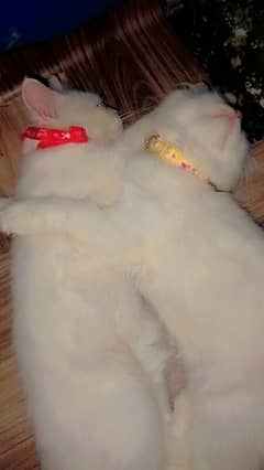 home trained Persian cats pair for sale