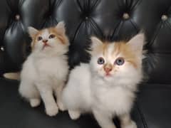 beautiful kittens Available Looking for A new home