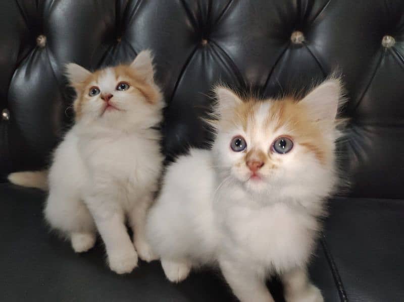 beautiful kittens Available Looking for A new home 0