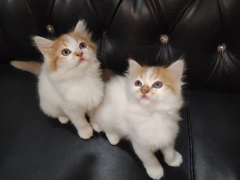 beautiful kittens Available Looking for A new home 1