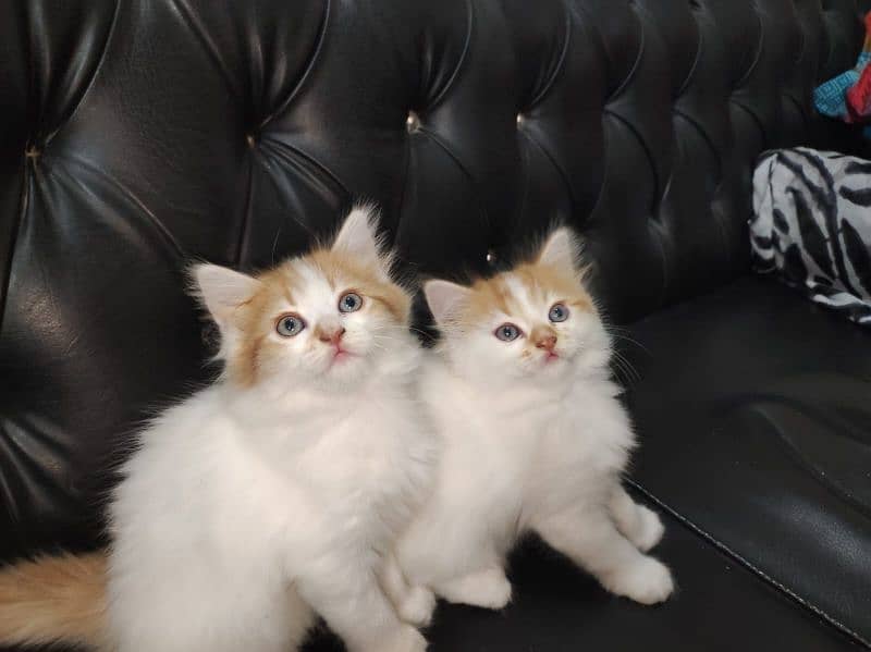 beautiful kittens Available Looking for A new home 2