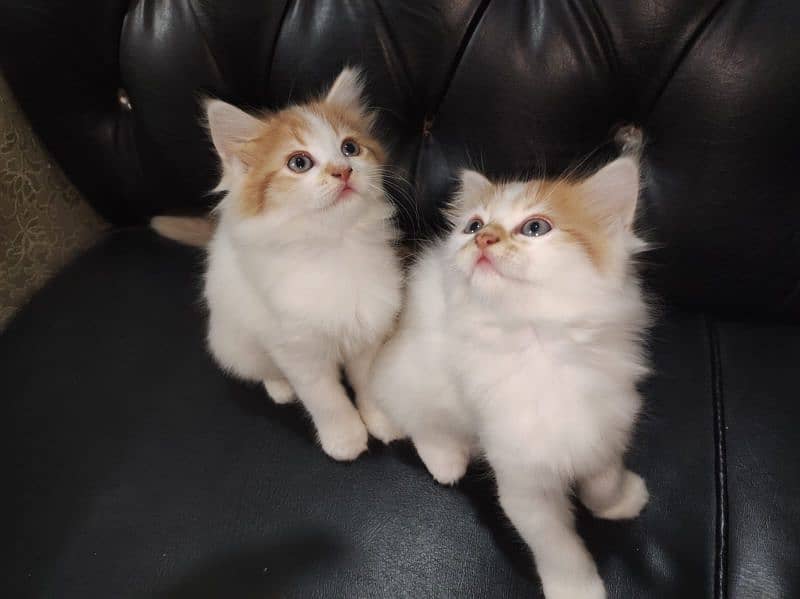 beautiful kittens Available Looking for A new home 3