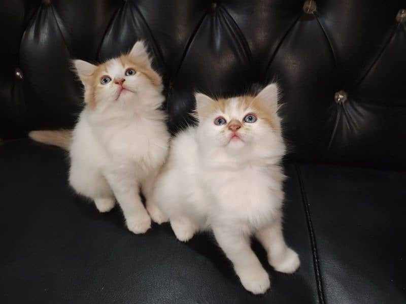 beautiful kittens Available Looking for A new home 4