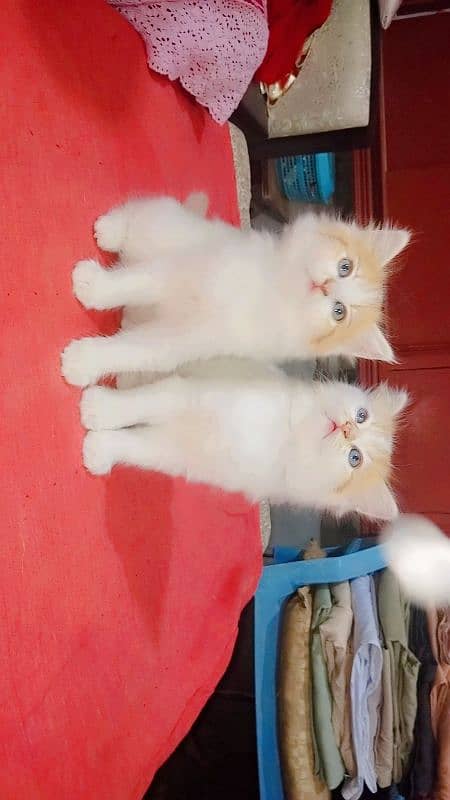 beautiful kittens Available Looking for A new home 5