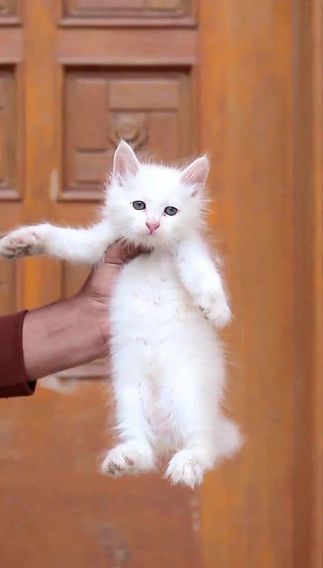 male cat - pershian cat - cat for sale - white female cat 7