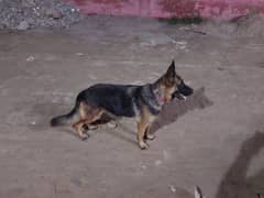 german shepherd stock coat puppies for sale