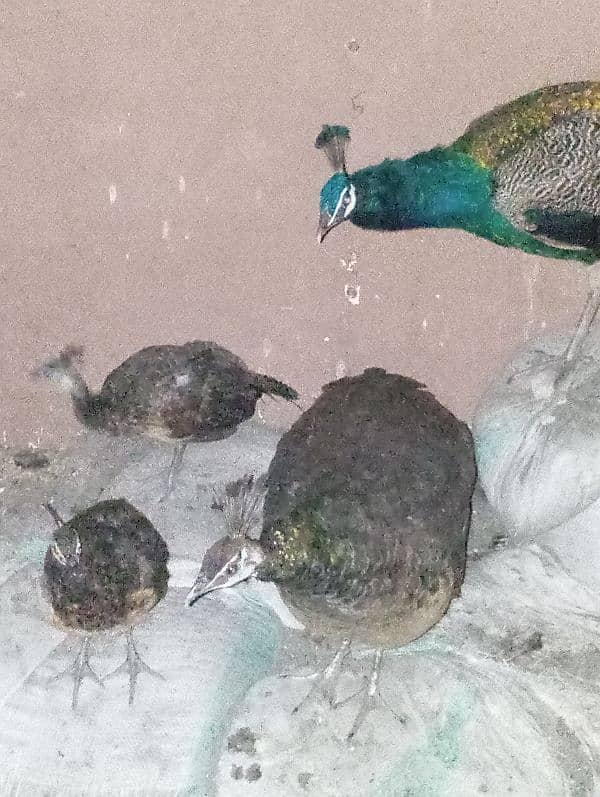 peacocks 2 kids 0