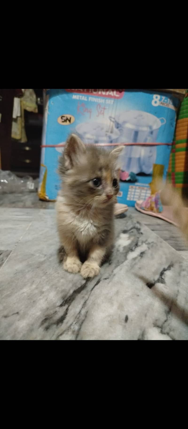 Persian kitten double coated for paid adoption 0