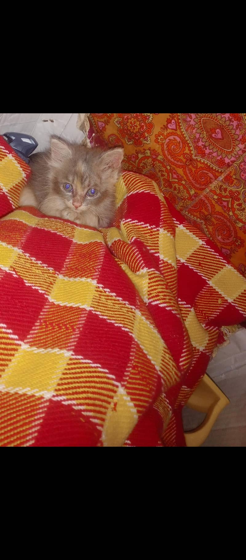 Persian kitten double coated for paid adoption 2