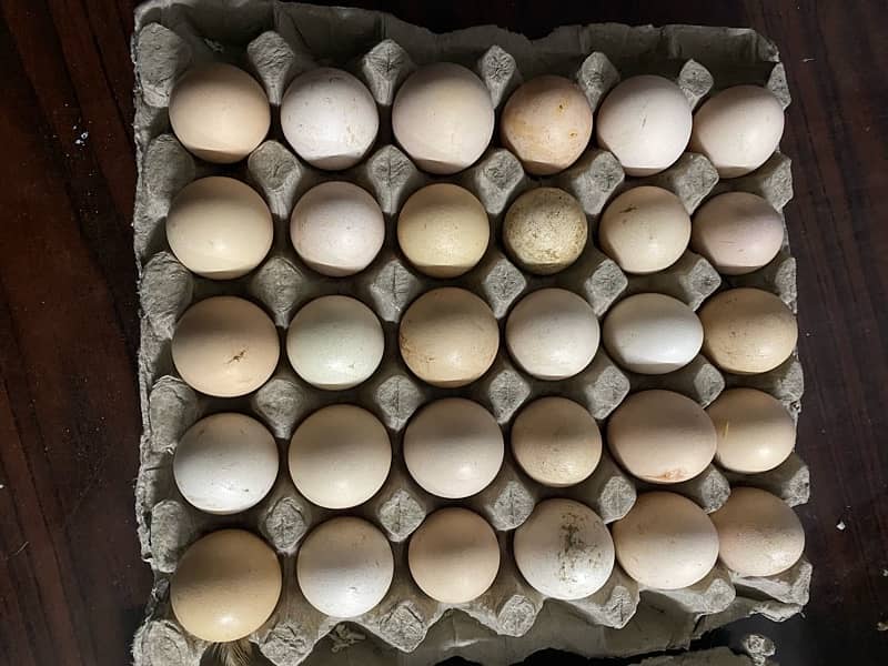 pure organic Desi eggs 0