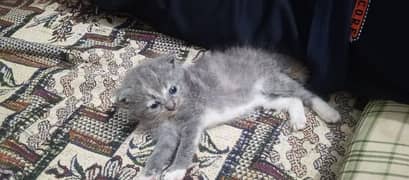 Persian kitten