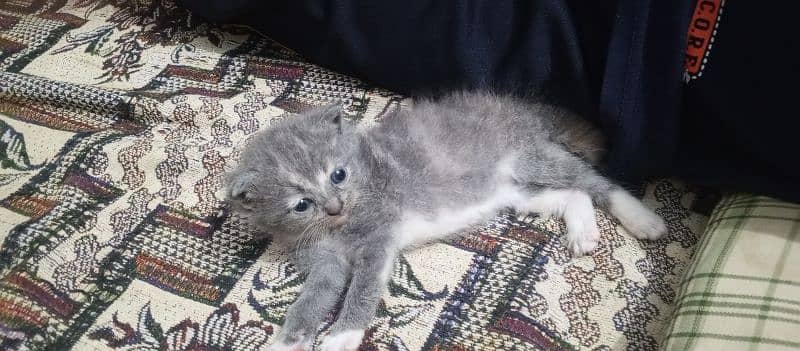 Persian kitten and cat for sale 0