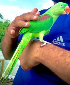 RAW PARROT HAMD TAMED