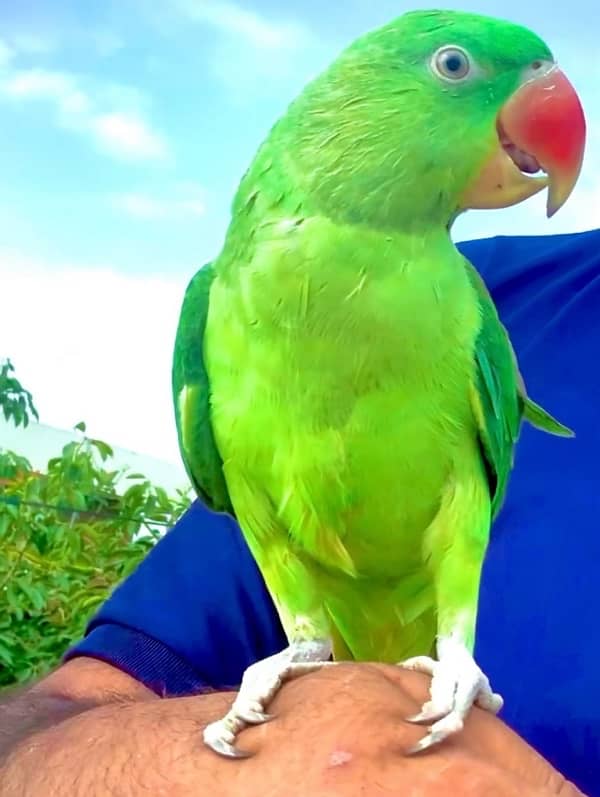 RAW PARROT HAMD TAMED 1