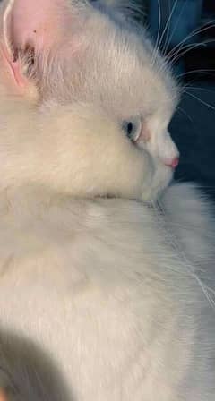 home trained persian cats 8months age for sale in karachi