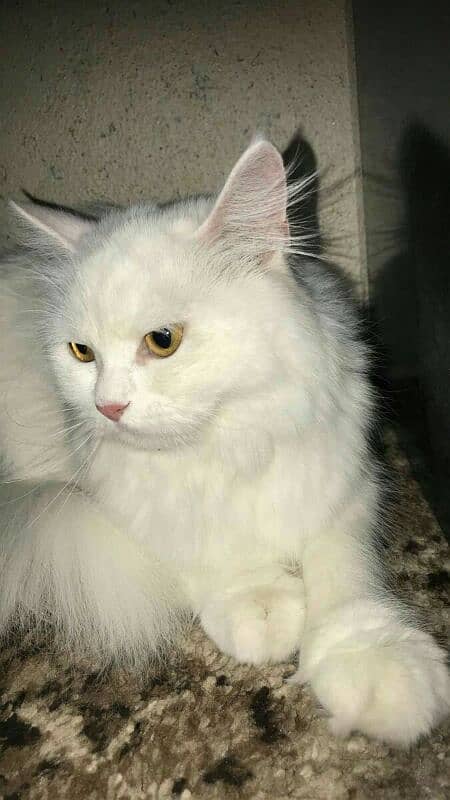 home trained persian cats 8months age for sale in karachi 2