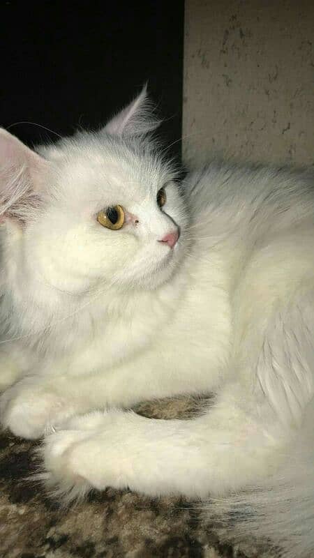 home trained persian cats 8months age for sale in karachi 3