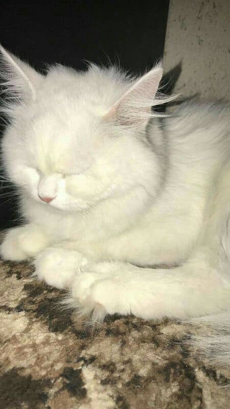 home trained persian cats 8months age for sale in karachi 4