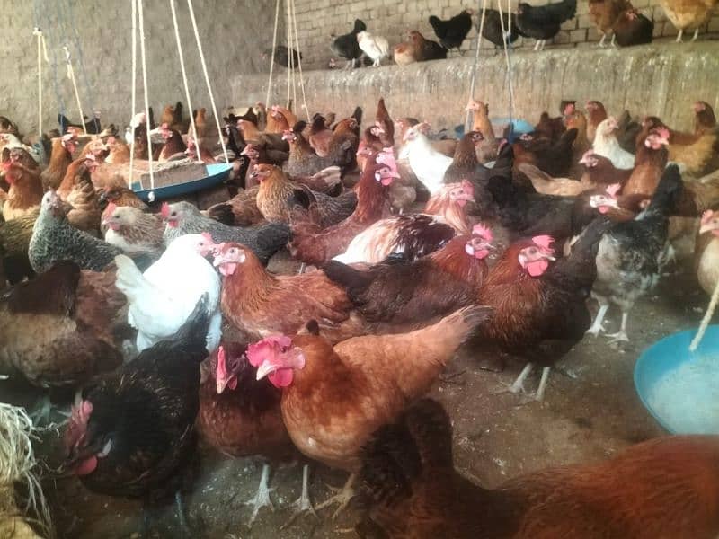 Hens  And eggs available 0