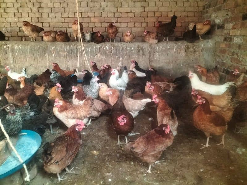 Hens  And eggs available 1