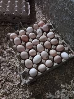 Golden Desi Eggs for sale