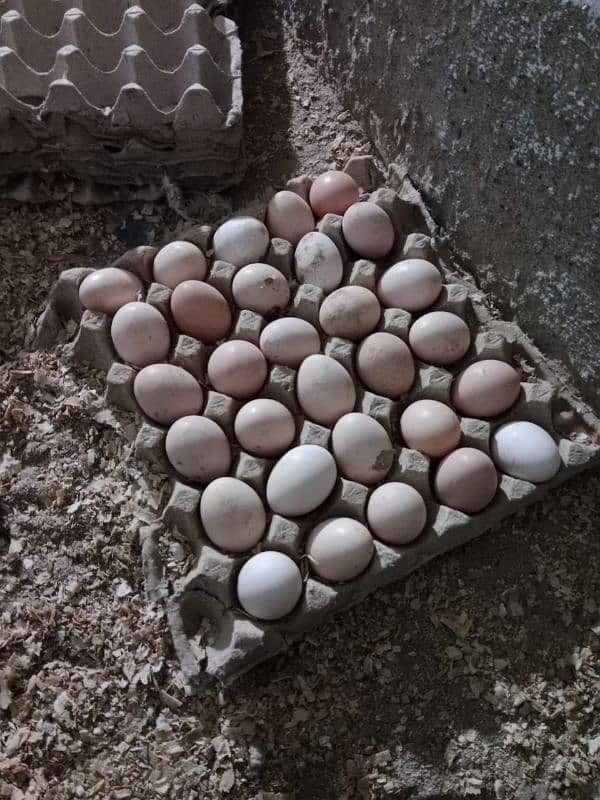 Golden Desi Eggs for sale 0