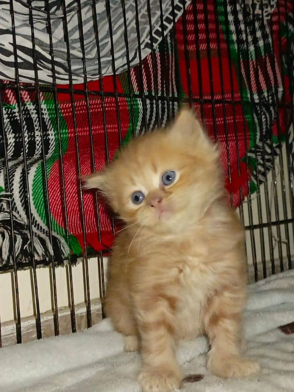 Persian Kittens | Punch Face | Triple Coated | Kittens For Sale 3