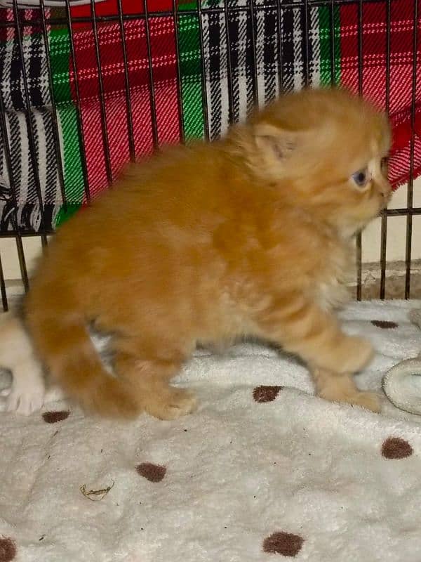 Persian Kittens | Punch Face | Triple Coated | Kittens For Sale 7