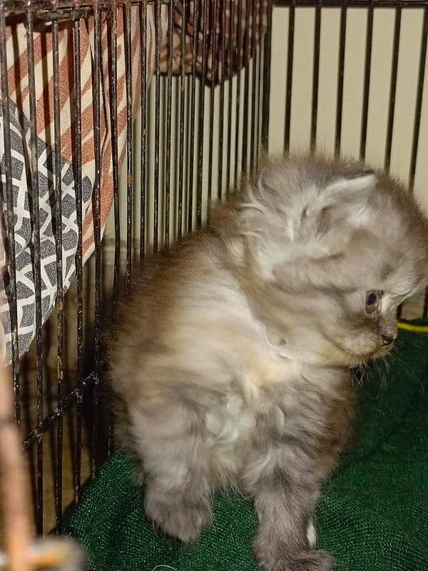 Persian Kittens | Punch Face | Triple Coated | Kittens For Sale 4