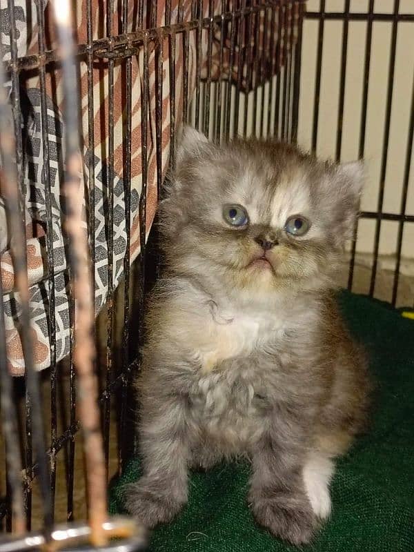 Persian Kittens | Punch Face | Triple Coated | Kittens For Sale 6